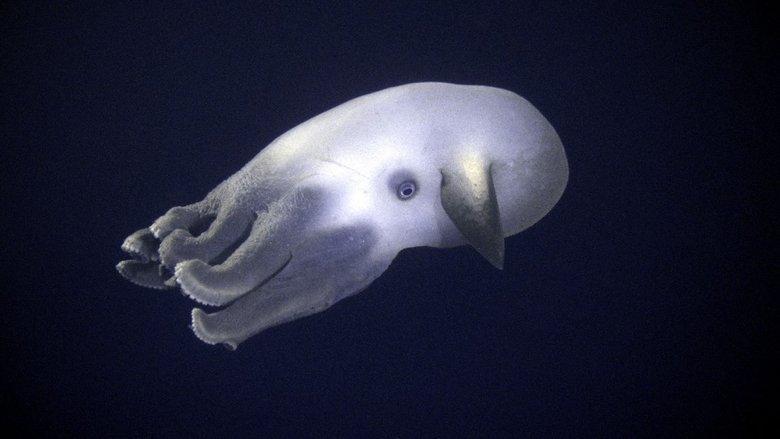 Океанские глубины