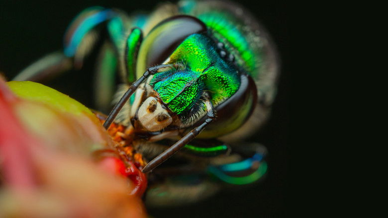 Добро пожаловать в джунгли