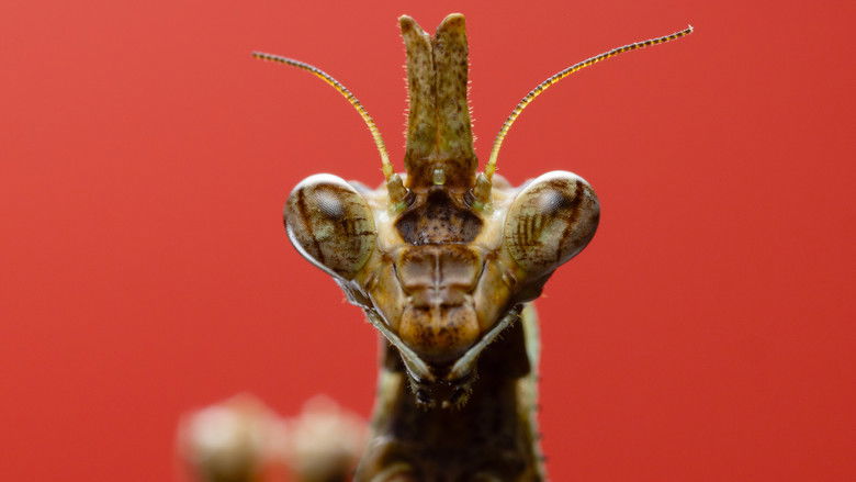 Оживлённая ферма