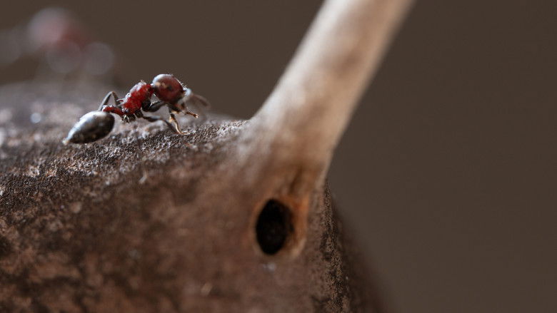 На задний двор