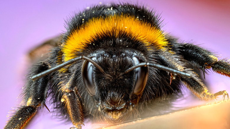 Страна великанов