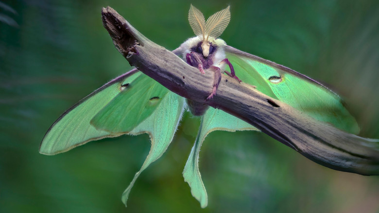 Любовь в лесу