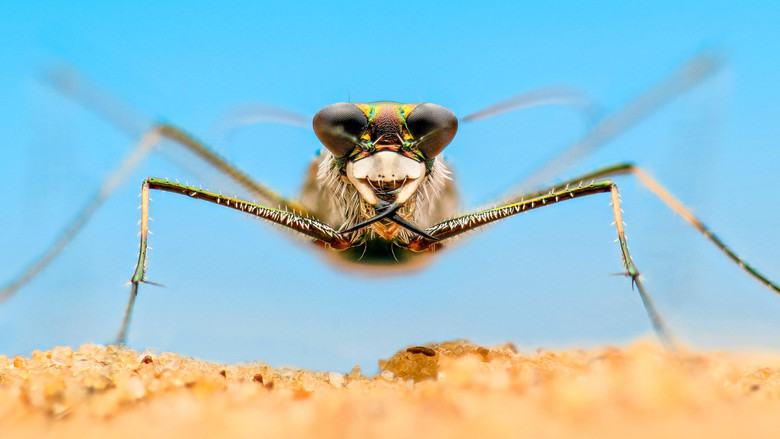 Пляжная жизнь