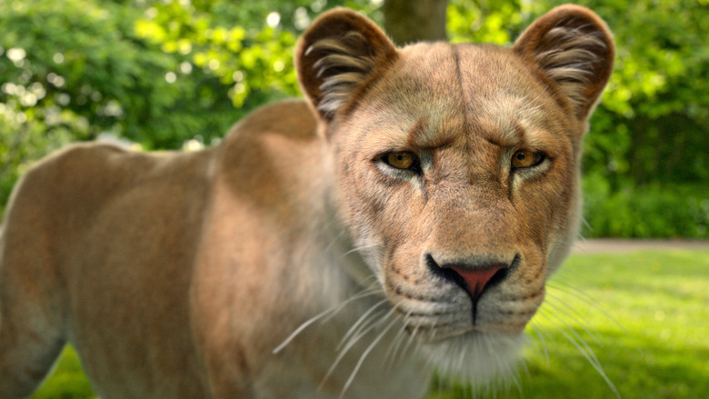 Локсодонта африкана