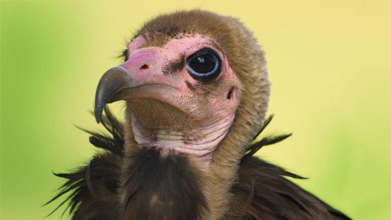 Хищные птицы