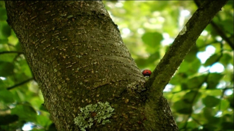 Божьи коровки и стрекозы