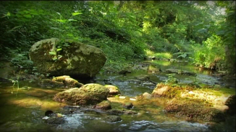 Гусеница у ручья