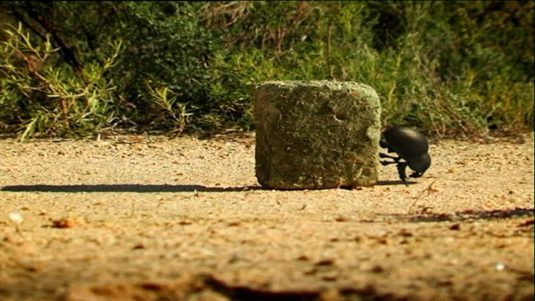 Блюз навозного жука