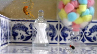 Веселая муха