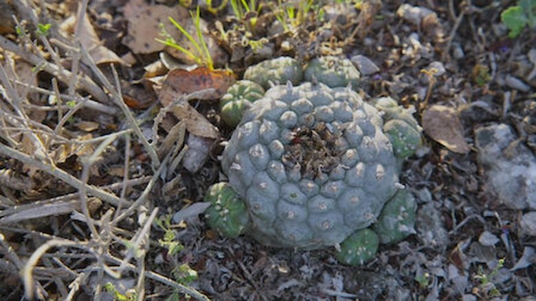 Глава 4. Мескалин