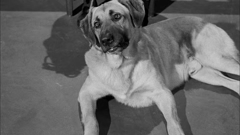 Дело о золотых апельсинах