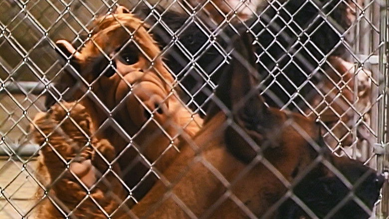 В поисках Лаки