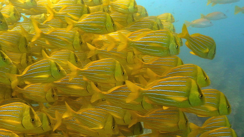 Море Кортеса