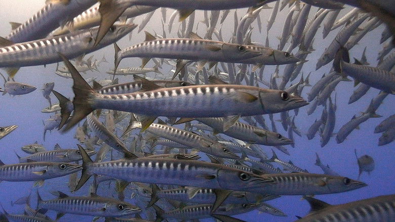 Заповедник акул в Палау