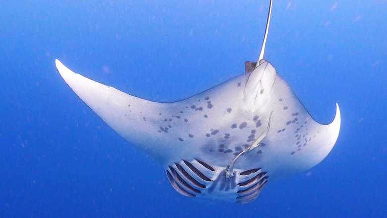 Гиганты Палау