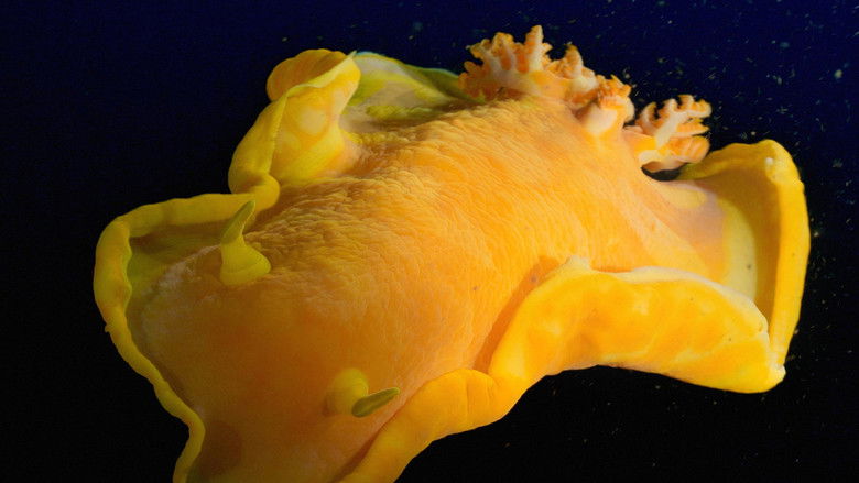 Индонезия - жизнь в иле