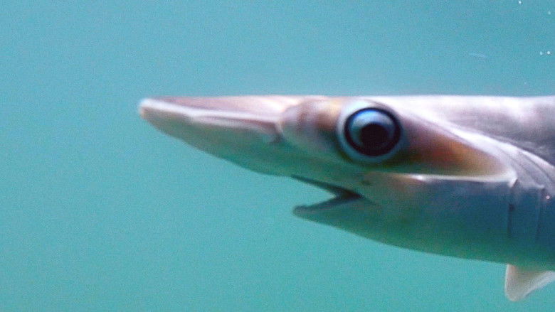 Коста-Рика - защитники акул