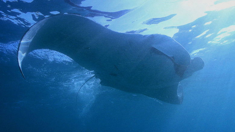 Секреты Манты (Дикий берег Южной Африки)