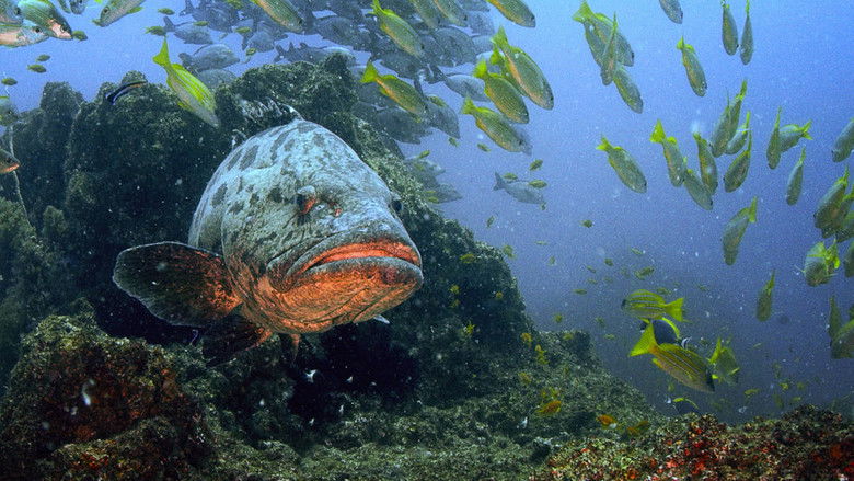 Спасение гигантов