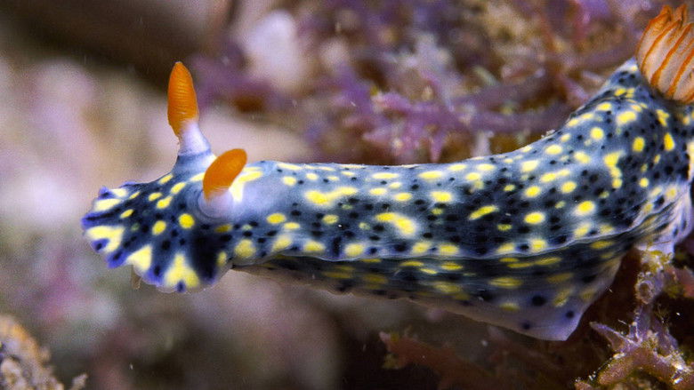 Гиганты Мозамбика